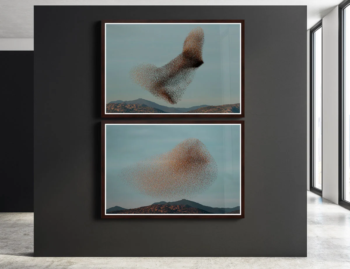 starling murmuration with mountains printed and framed display.