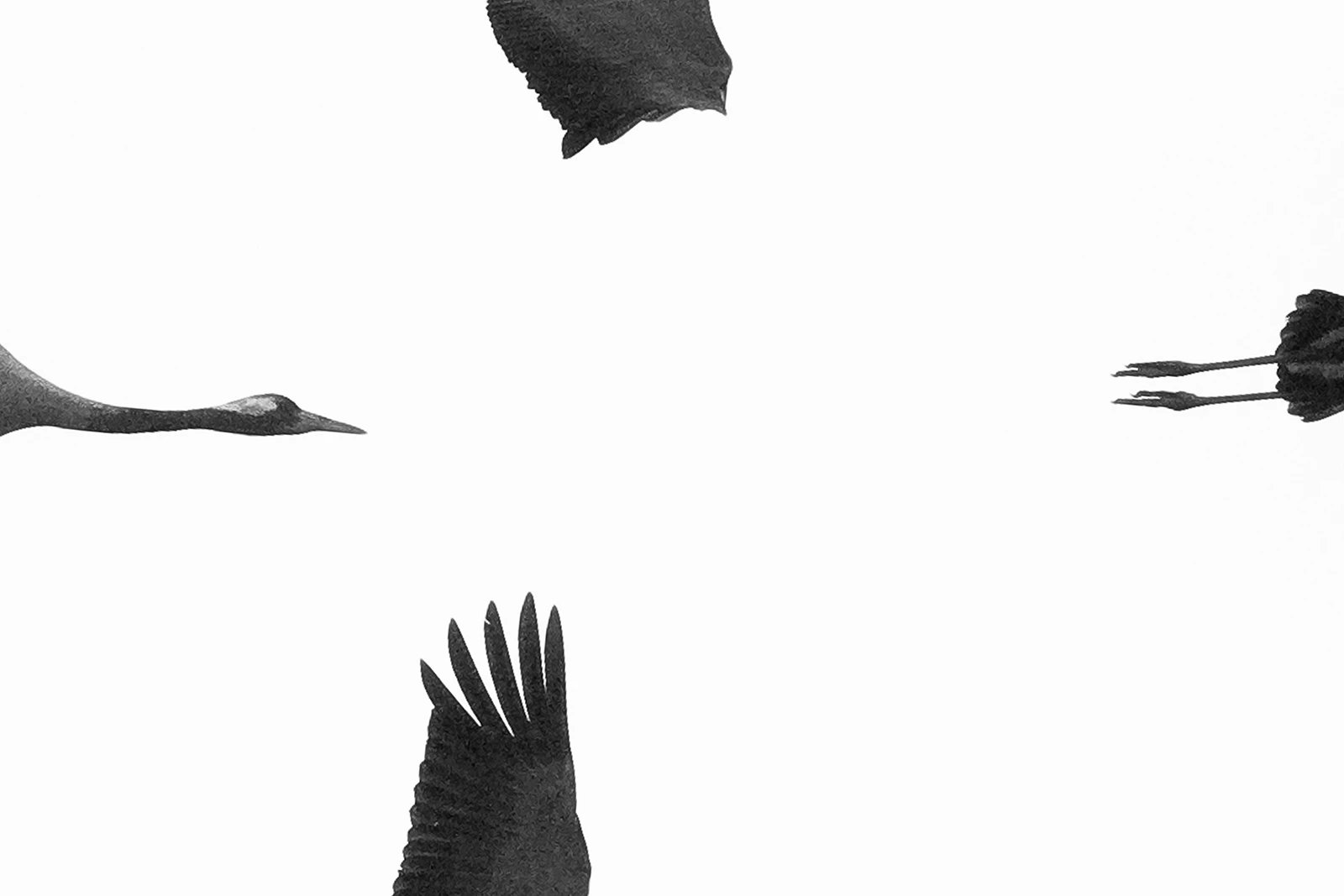 disassembled black and white photo of a bird by Mateusz Piesiak.