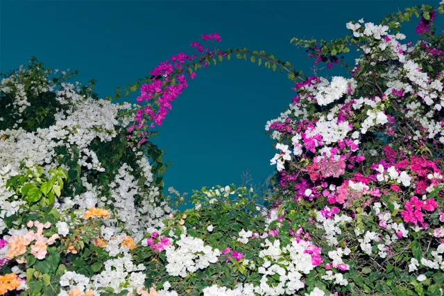 colourful atmospheric bush with flowers.