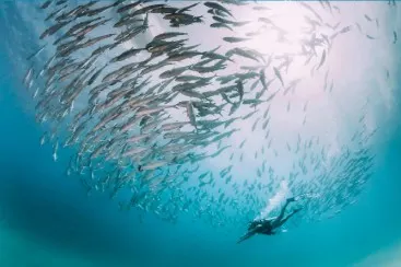 Un buceador nada bajo un gran banco de peces plateados en aguas cristalinas.