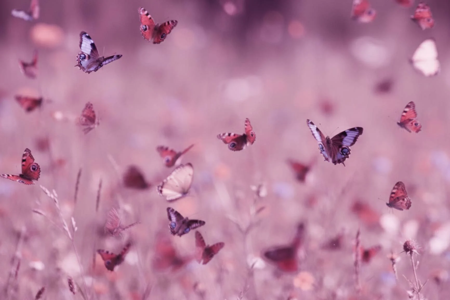 Mehrere Schmetterlinge fliegen über eine Wiese mit Gräsern und Blumen in unscharfem Hintergrund.