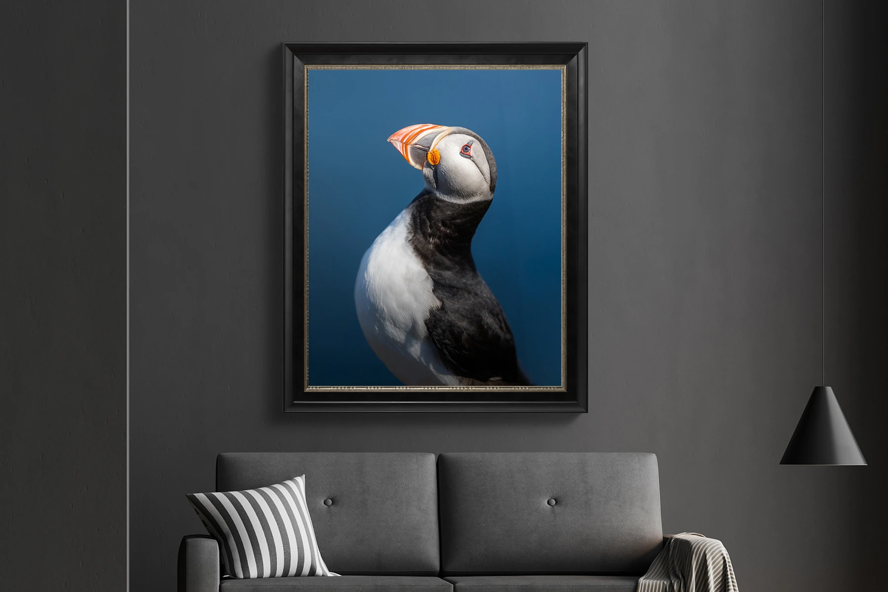 wildlife portrait photography, puffin bird in iceland.