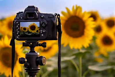 Camera on a tripod in front of a field of sunflowers. A sunflower is shown in focus on the camera display.