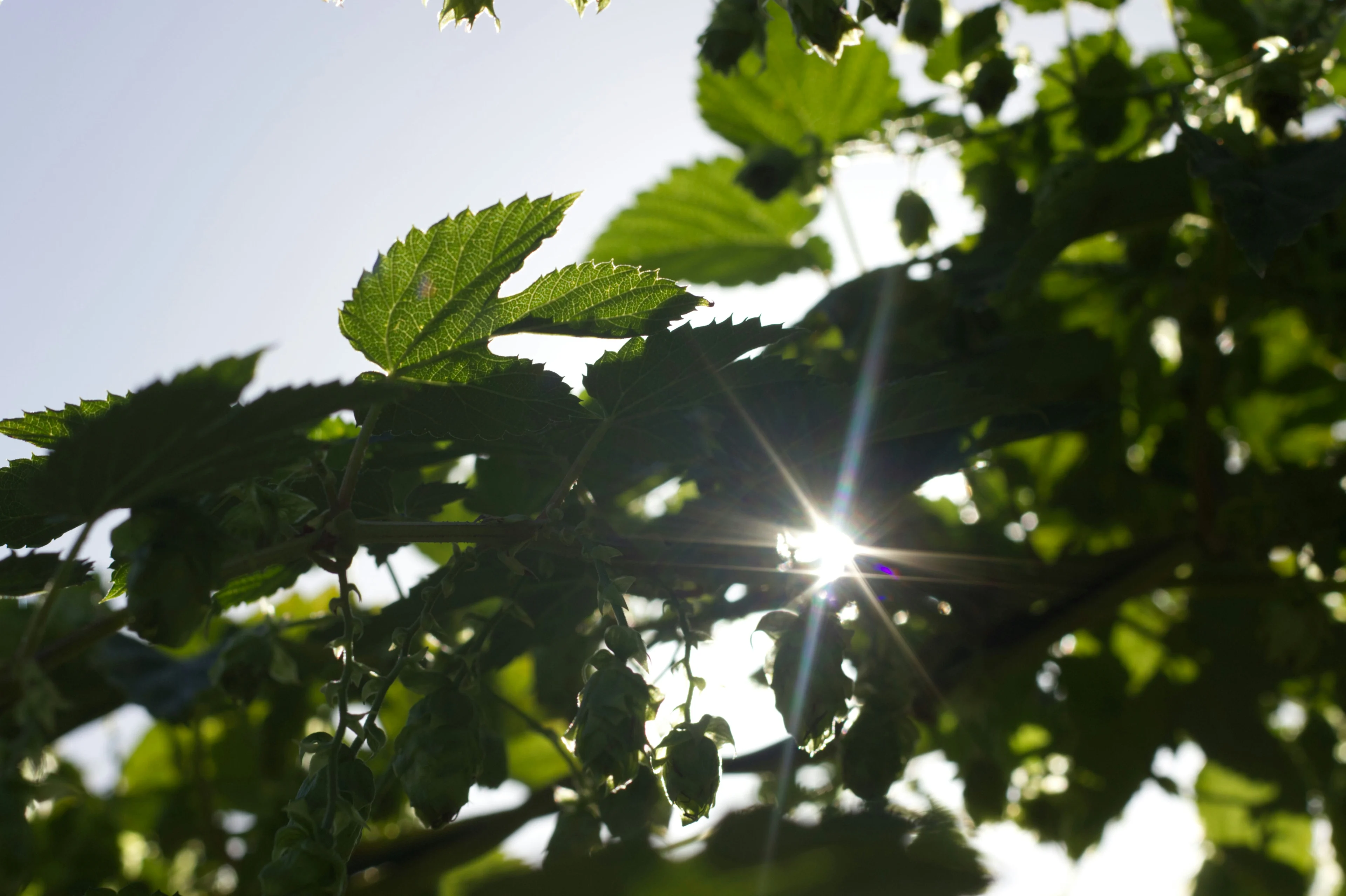 A close-up shot of green hop leaves and cones backlit by the bright sun. A brilliant sunstar bursts through the dense foliage, creating a warm, summery atmosphere.