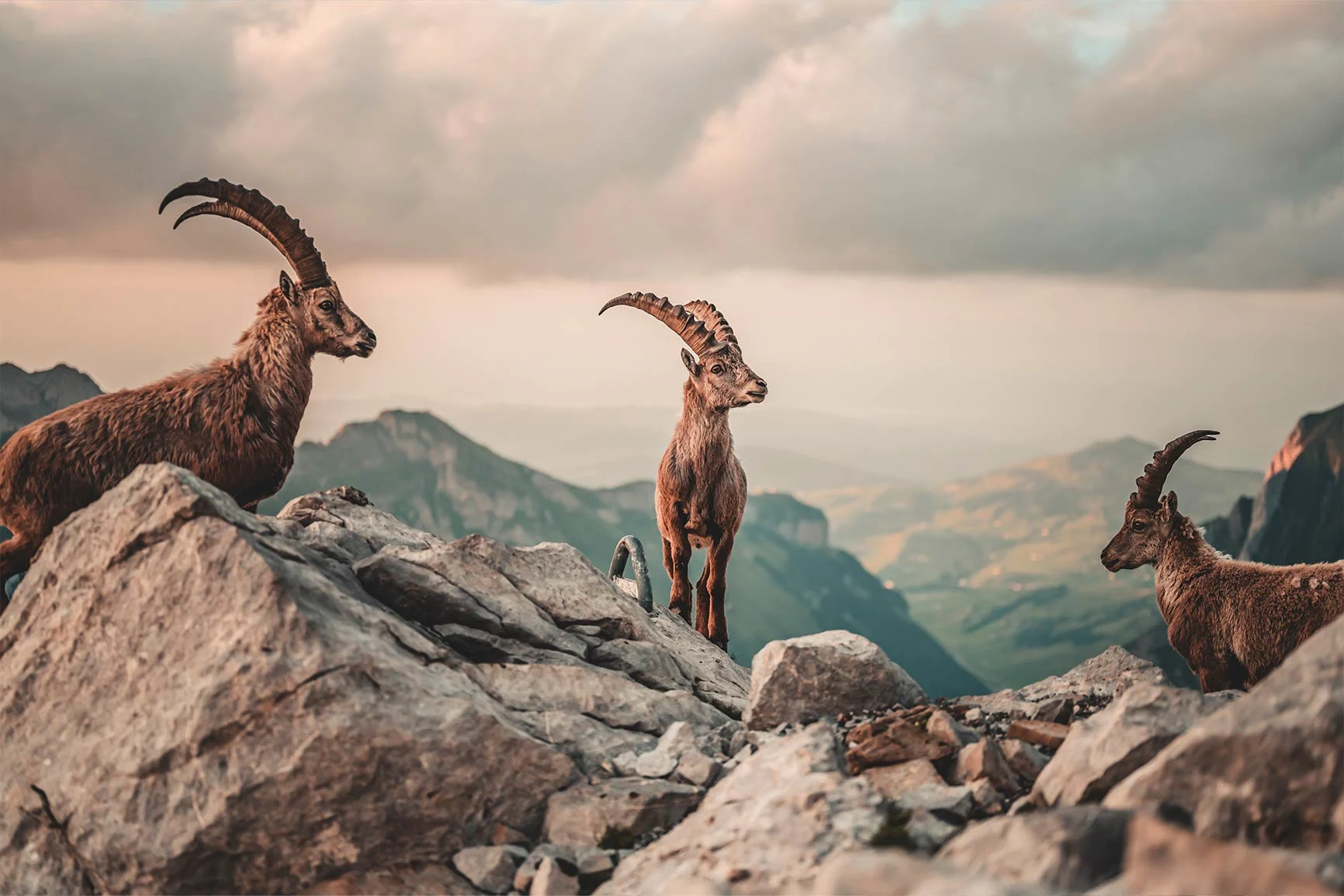 Three ibexes with curved horns stand on a rocky mountaintop against a cloudy sky and a mountain landscape.