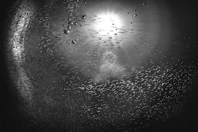 Black and white underwater shot with school of fish and light reflections on the water surface.