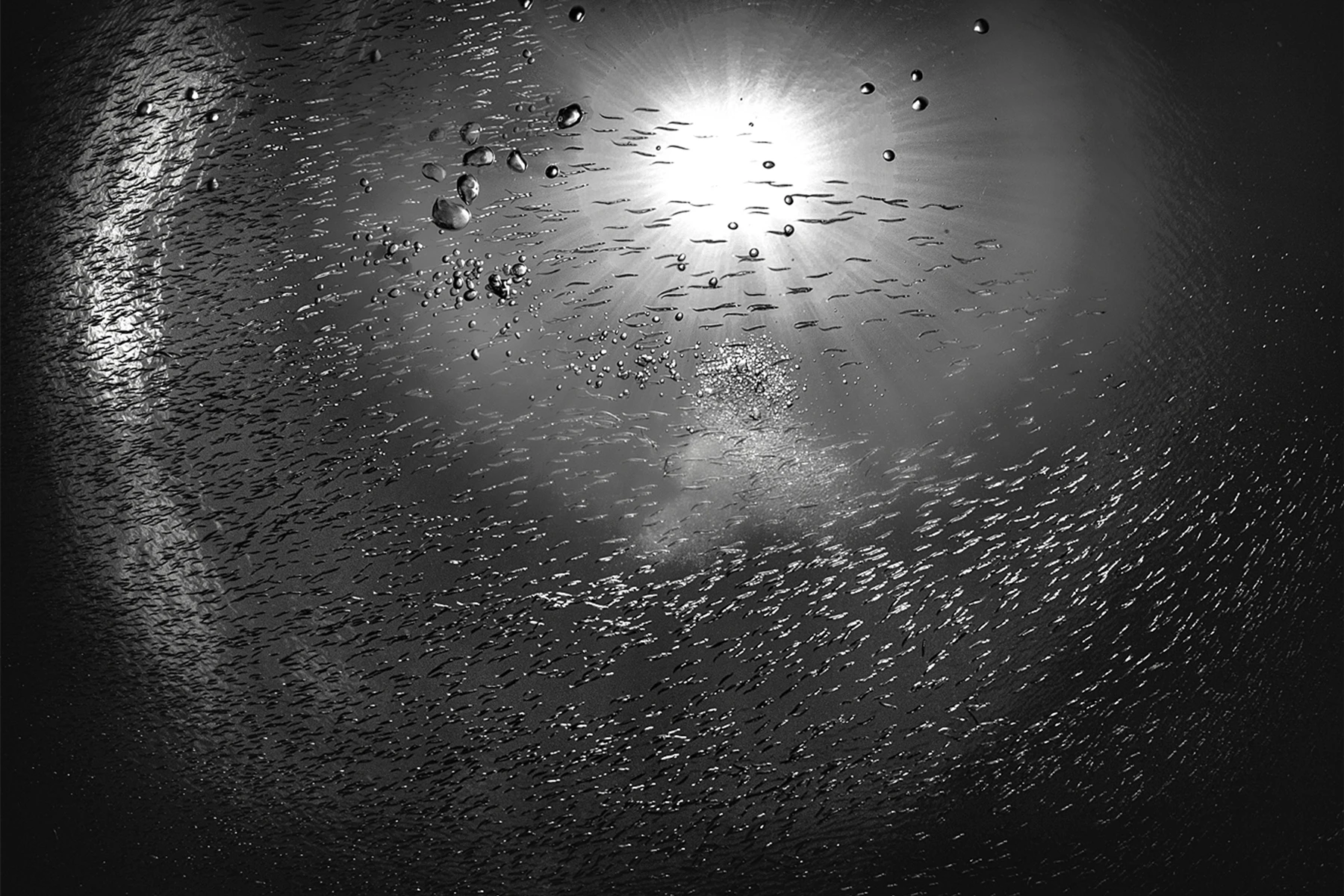 black and white underwater photography.