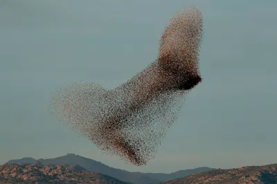 starling murmuration and mountains photographed by Søren Solkær.