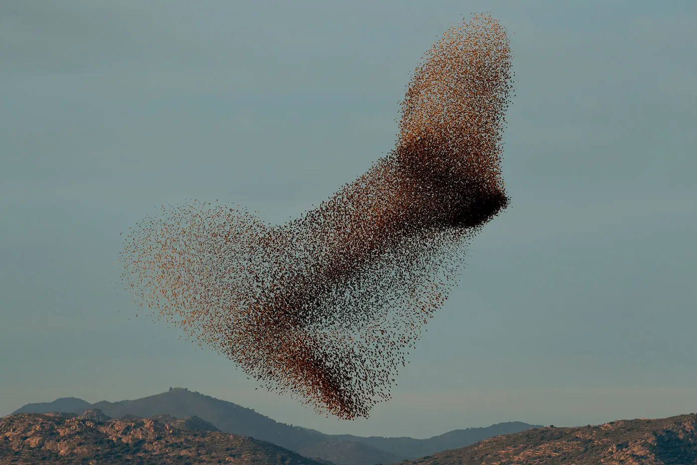 starling murmuration and mountains photographed by Søren Solkær.