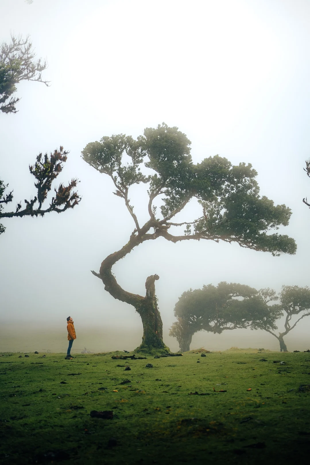 La personne se tient à côté d'un grand arbre envahi par la végétation dans une prairie brumeuse.