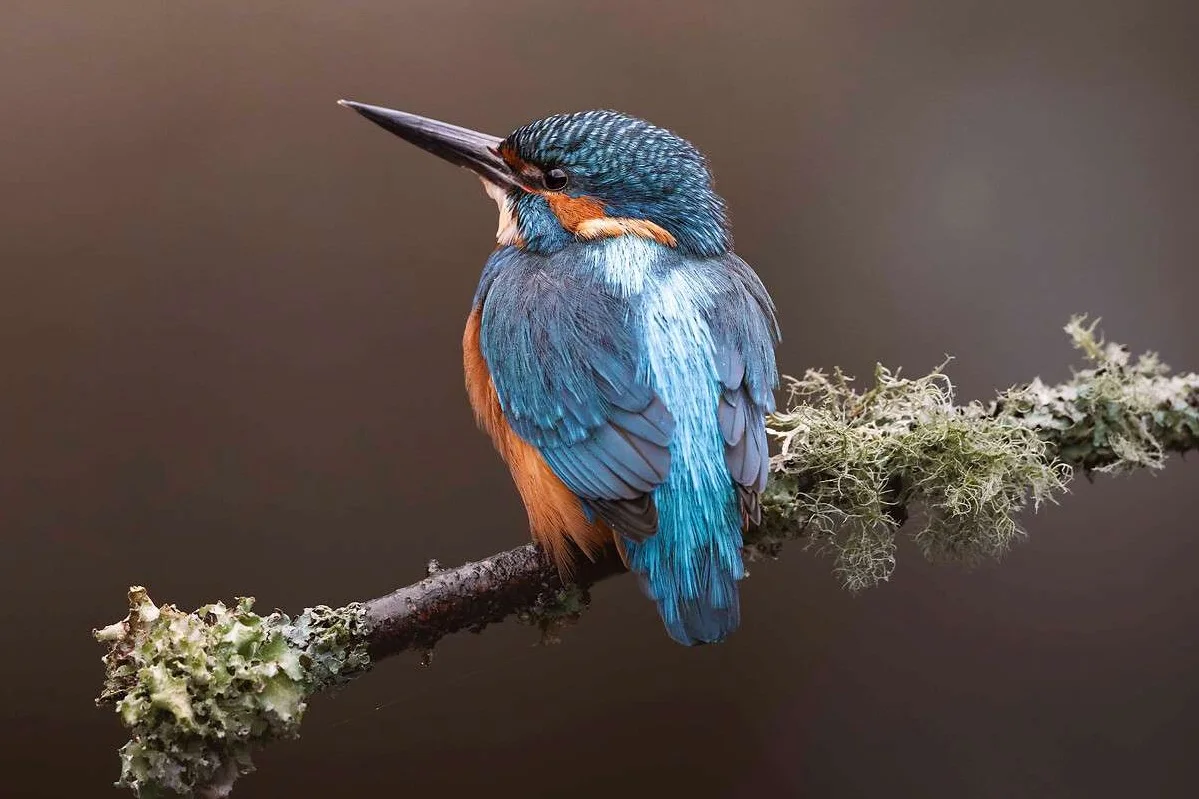 Uccello dal piumaggio blu e arancione appollaiato su un ramo ricoperto di licheni davanti a uno sfondo sfocato marrone.