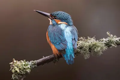 Bird with blue and orange plumage sitting on a branch covered with lichen against a blurred brown background.