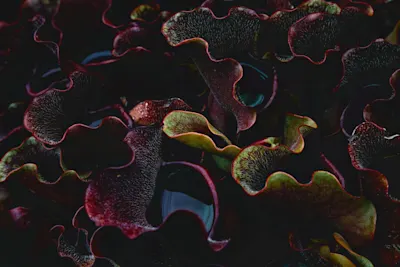 Nature photography from the series Forbidden Fruit by Florian W. Müller.