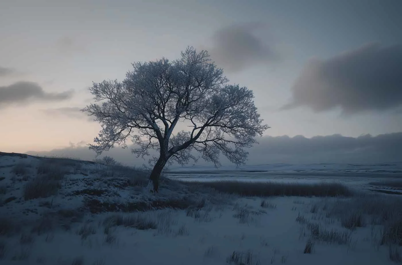 A single tree stands in a snow-covered landscape in twilight, with a cloudy sky in the background.