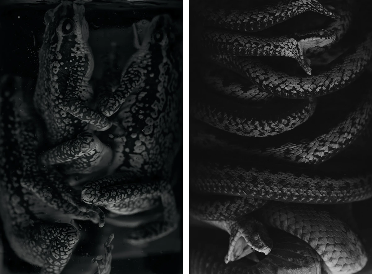 black and white close-up of a snake. 