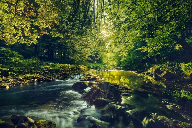 Forest landscape permeated with warm light - photo by Erik Chmil.