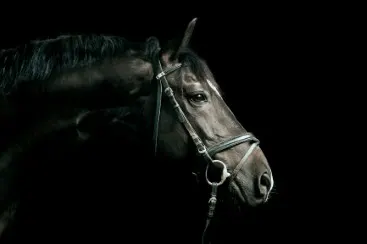 Cheval sombre avec bridon sur fond noir, montré de profil à gauche.