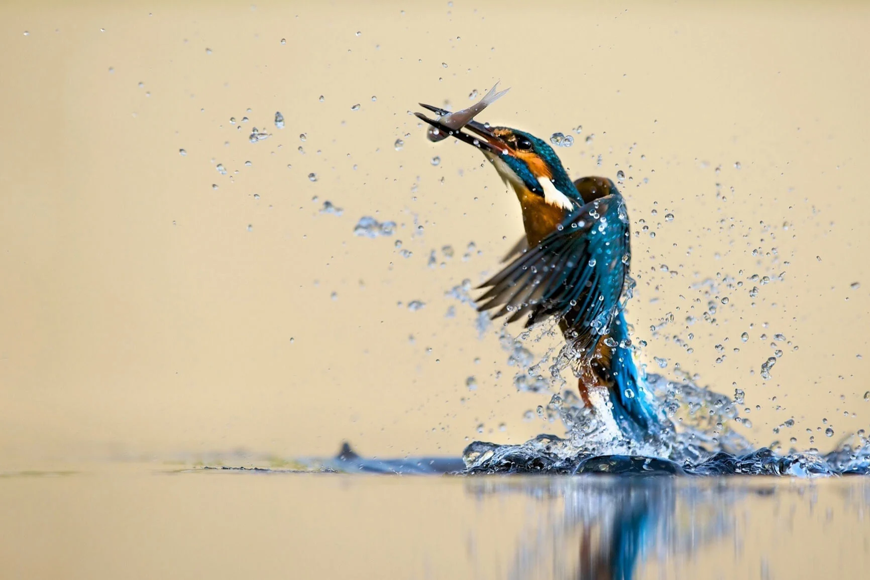 A kingfisher emerges from the water with a fish in its beak, sending water splashing everywhere.