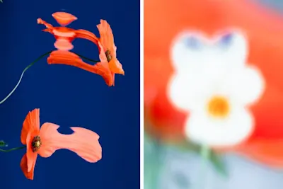 Two distorted flower motifs by Etienne Francey.