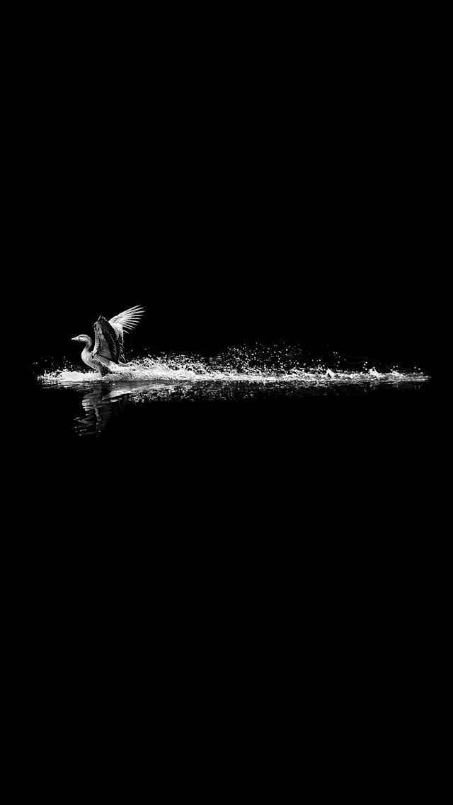 Alan Schaller Edition 'The Landing'