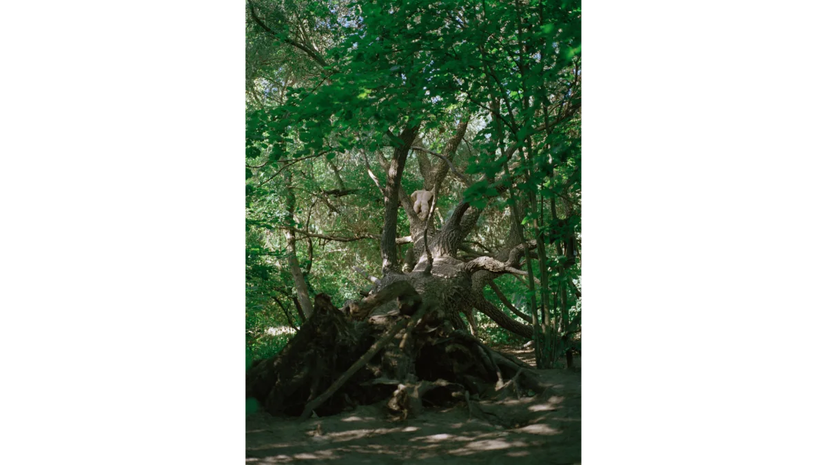 A tree in a park with a man on it