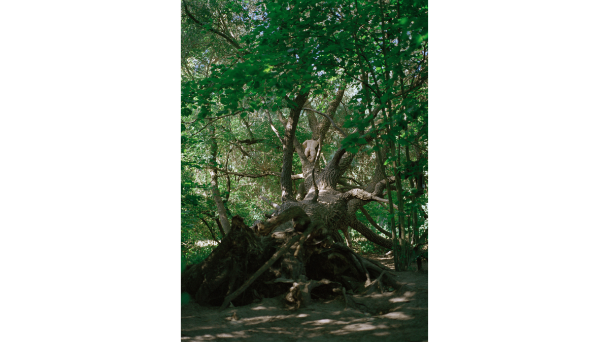 A tree in a park with a man on it