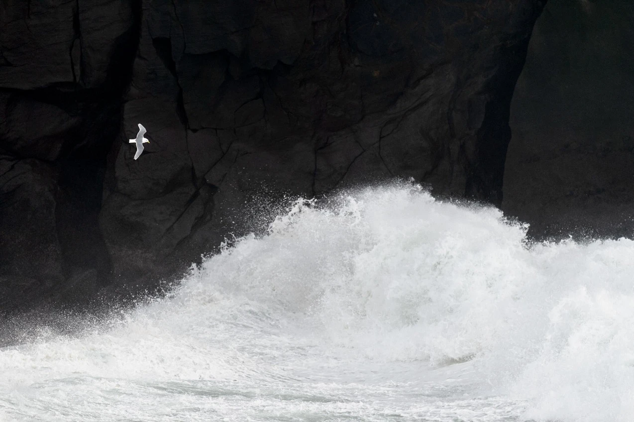 A seagull flying over crashing waves.