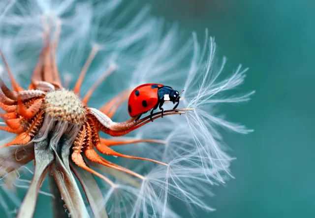 Ladybug on flower.