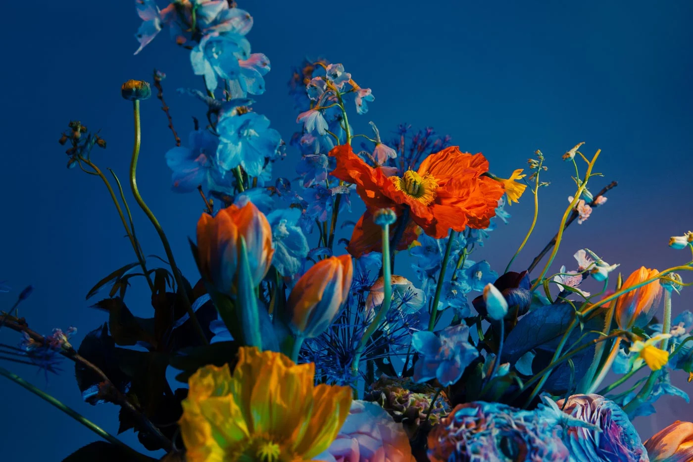 Colorful flowers in shades of blue and orange against a dark background.
