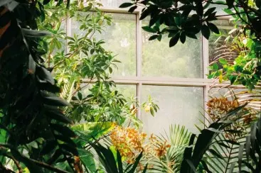 Windows with white frames behind green leaves and plants in a greenhouse.