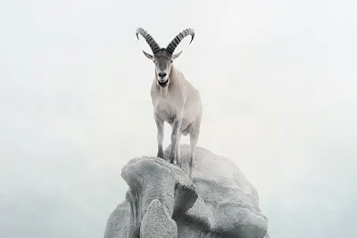 Intent Ibex by Alice Zilberberg, photo montage, Alpine ibex goat.