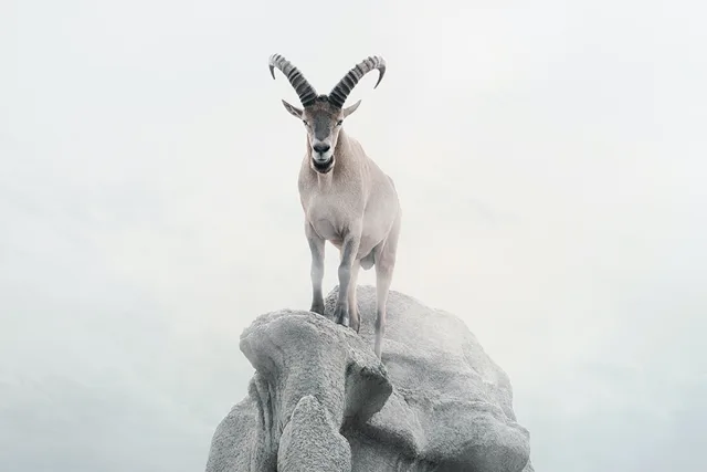 Intent Ibex de Alice Zilberberg, montaje fotográfico, cabra ibex alpina.