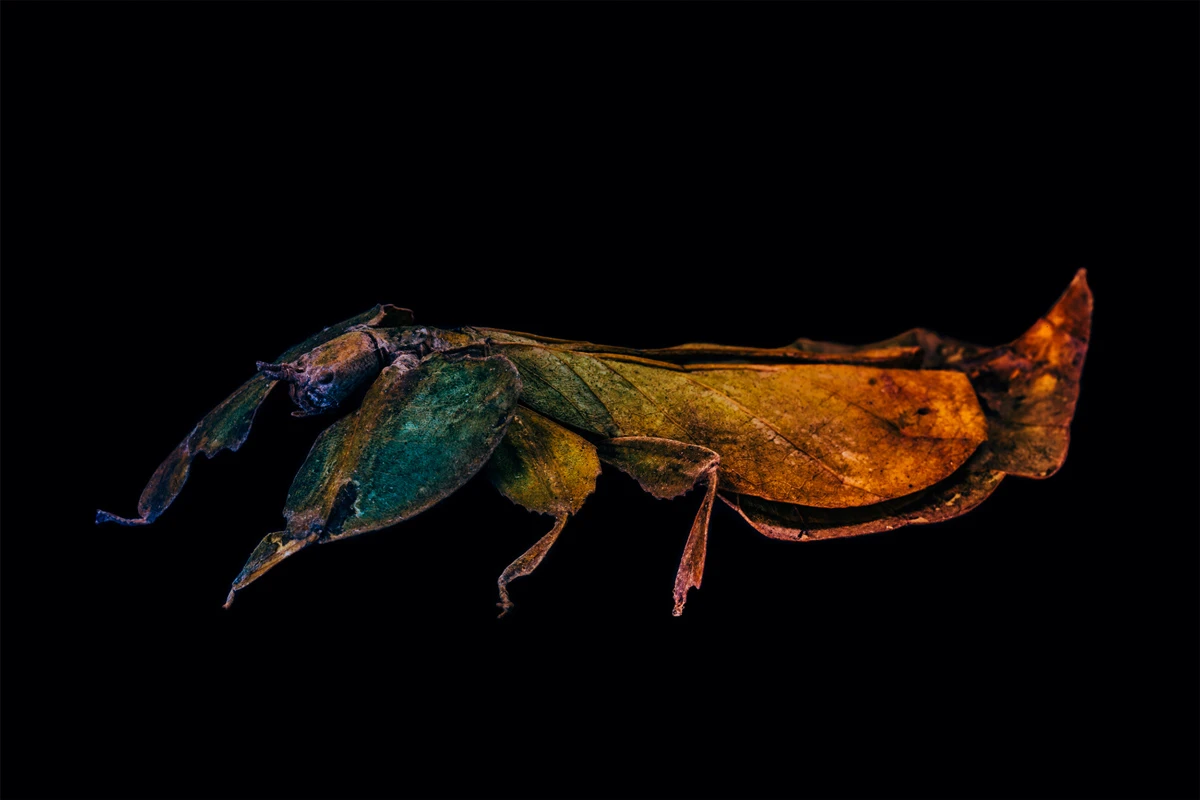 photo of an insect mimicking a leaf.