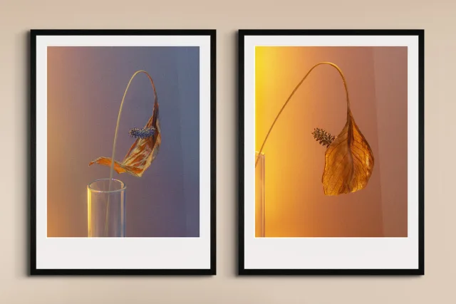 two-part composition of still life photography with wilted flowers by Kate Ishora.