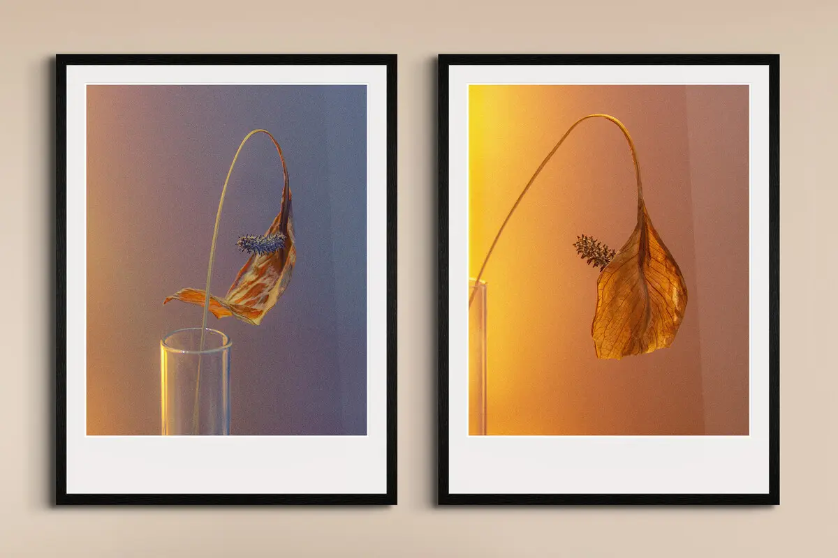two-part composition of still life photography with wilted flowers by Kate Ishora.