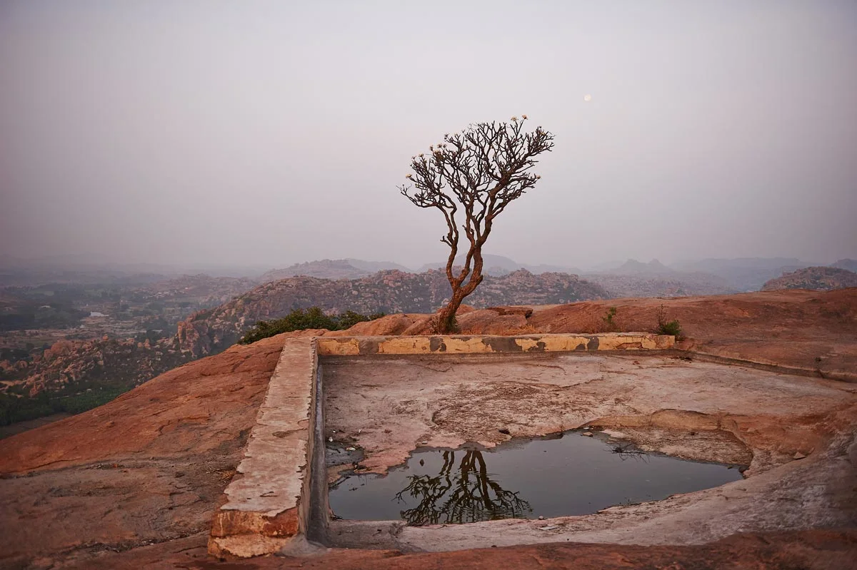 tree on a dry mountain top.