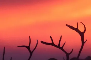 Silhouettes of antlers against a red-violet sky at sunset, photographed from diagonally below.