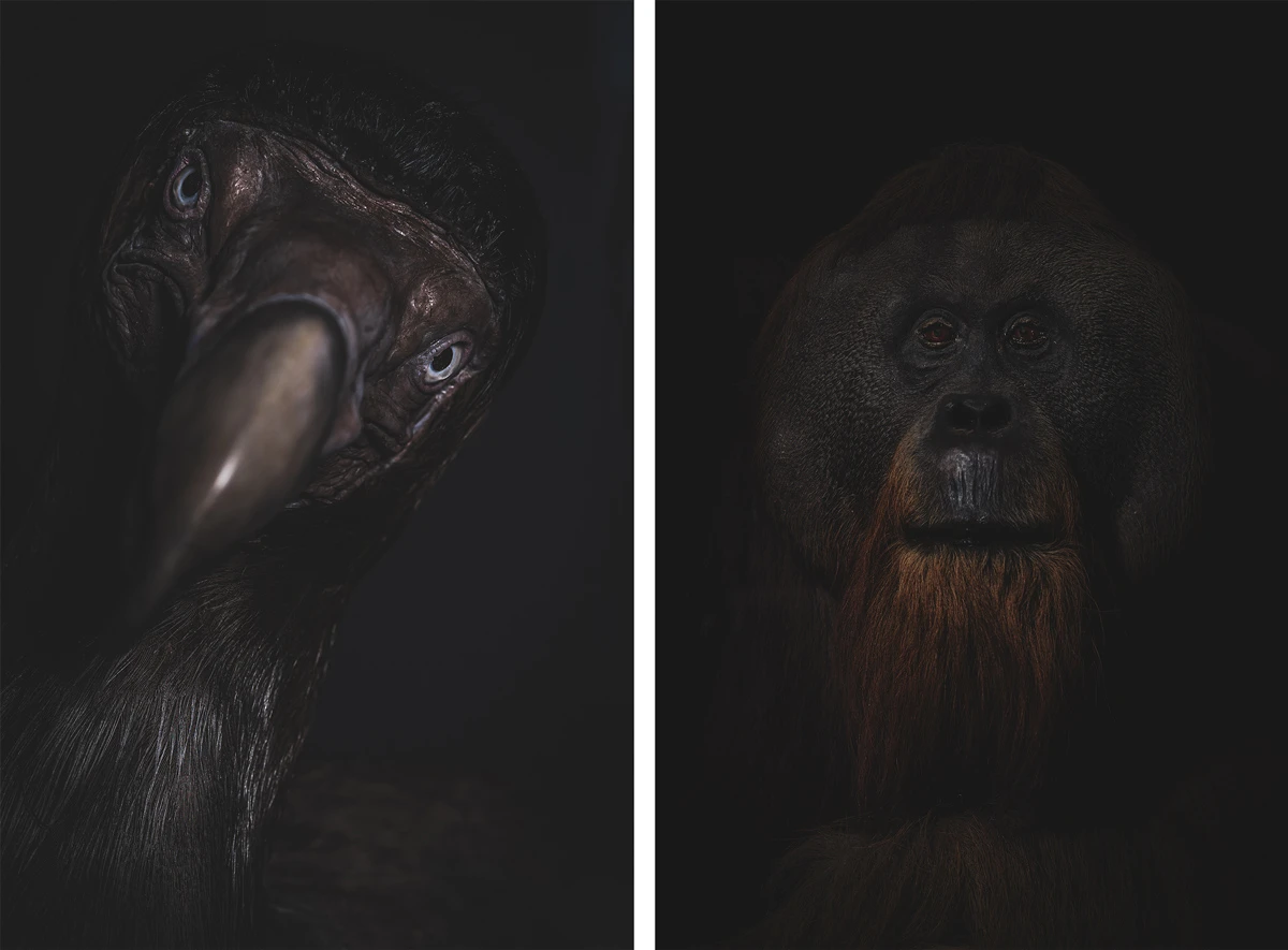 animal photography in muted dark colors.