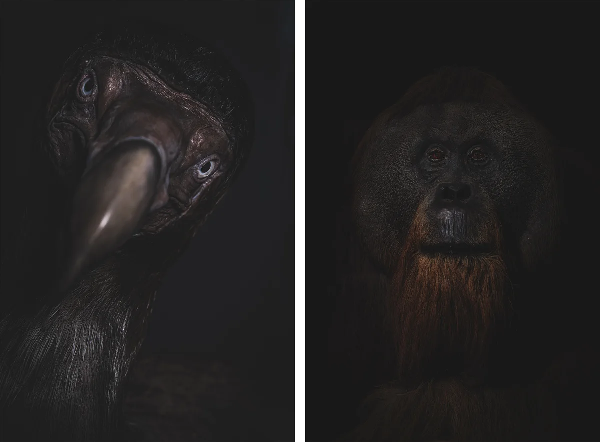 animal photography in muted dark colors.