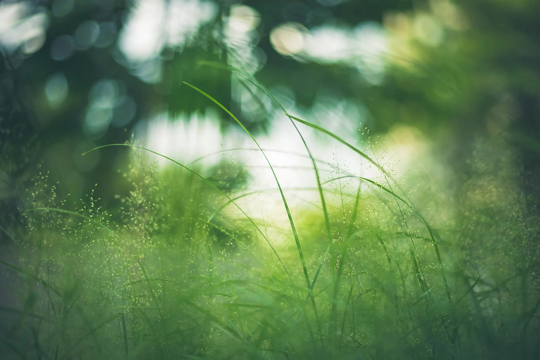 Close-up of blades of grass against a blurred green plant background.
