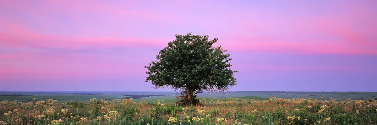 Un solitario árbol verde se alza en un prado de flores silvestres bajo un vívido cielo de atardecer rosa y morado que se extiende sobre un vasto paisaje.