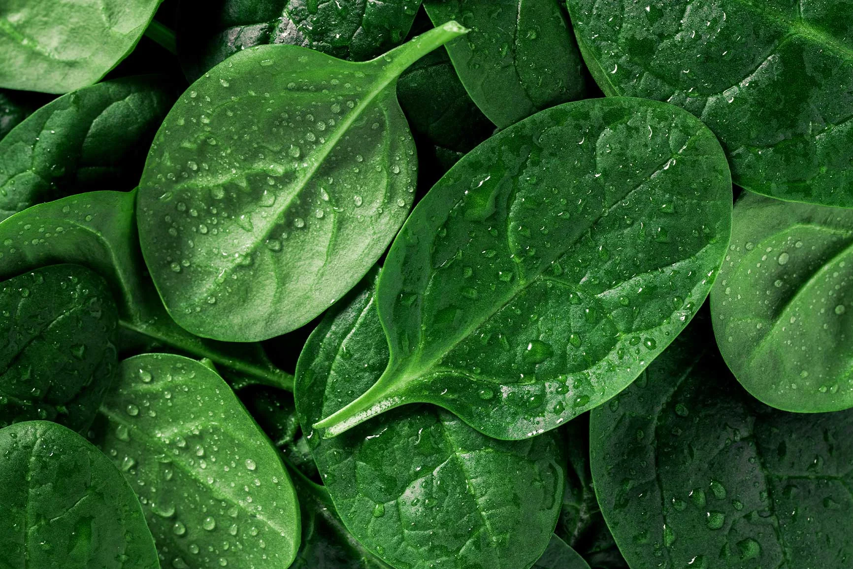 Close-up of several fresh spinach leaves with water droplets.