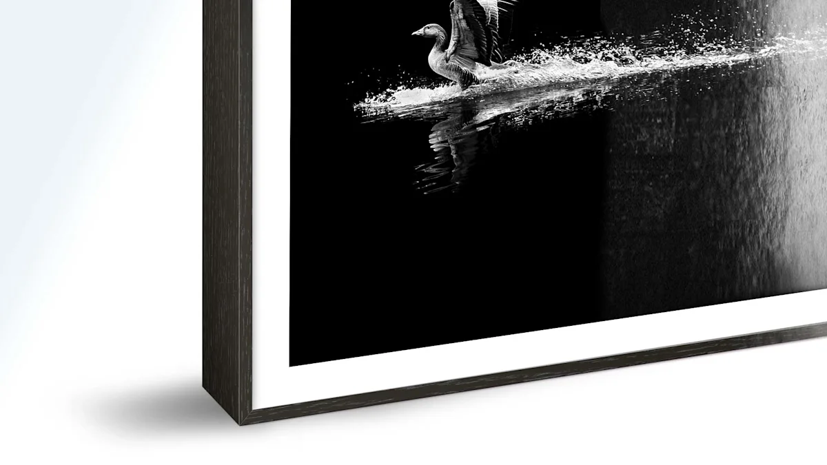 A dark framed print featuring a black and white photo of a goose taking flight from water, with splashing reflections.