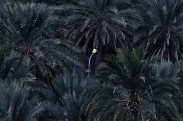 Street lamp stands out between dense, dark green palm crowns in a wooded area.
