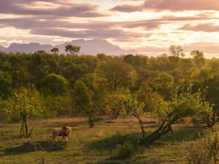 A male lion walks through an African savanna at golden sunset, with lush green trees and misty mountains in the background.