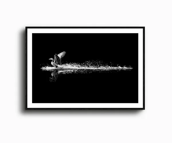 Black and white framed photo of a bird spreading its wings on water near a waterfall, with dramatic dark background.