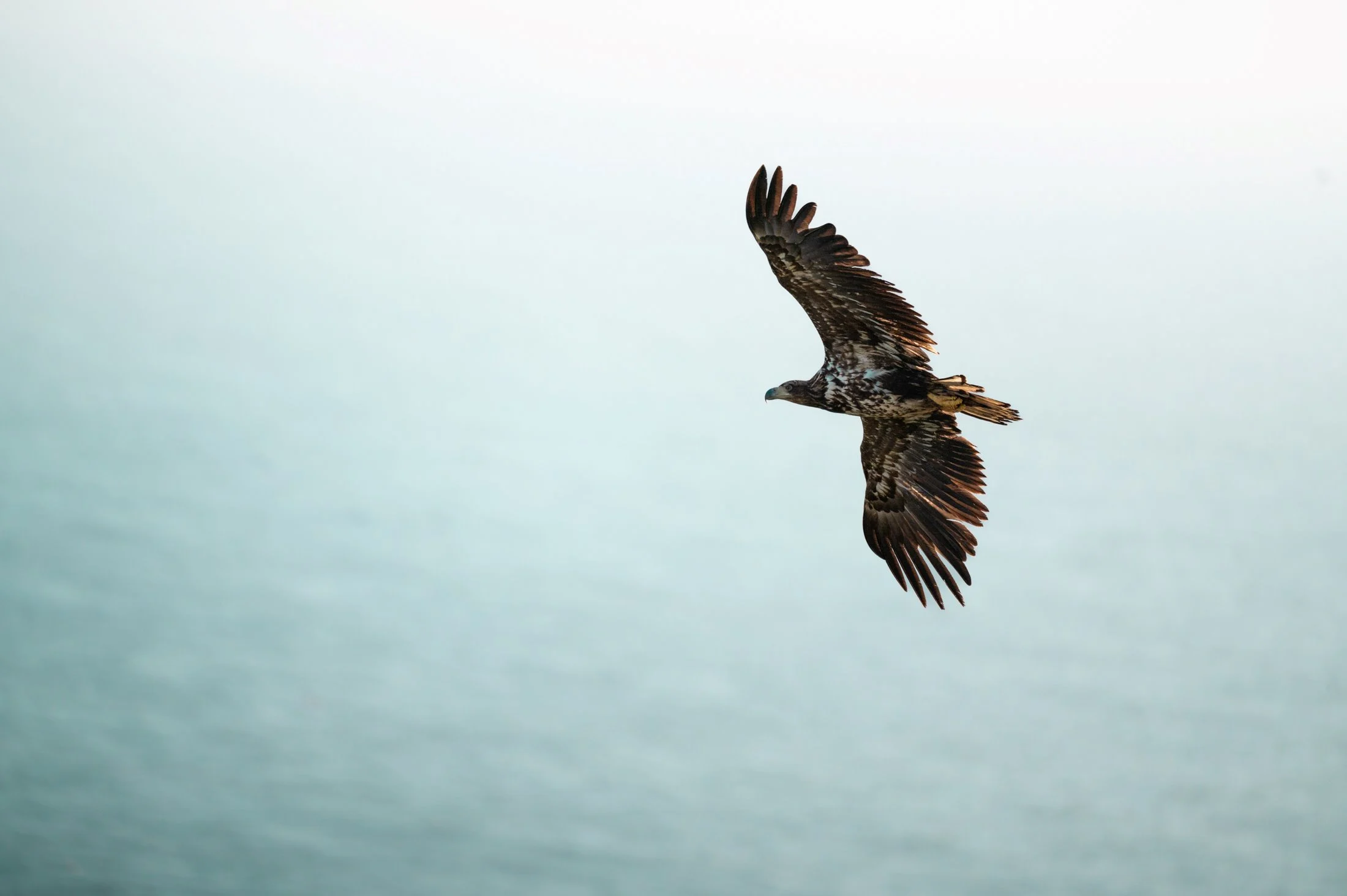 Oiseau de proie dans le ciel avec de l'eau en arrière-plan.