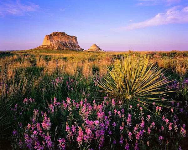 Paisaje con flores silvestres de color lila, hierba verde y dos imponentes montañas tabulares al fondo, bajo un cielo azul.