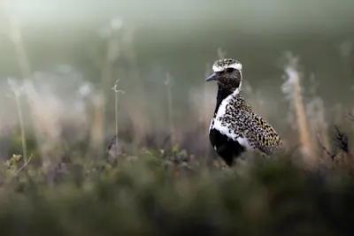 Gunnar Dresler nature photo bird.