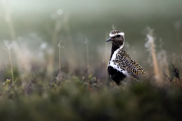 Gunnar Dresler nature photo oiseau.